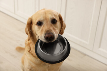 Cute hungry Labrador Retriever carrying feeding bowl in his mouth indoors