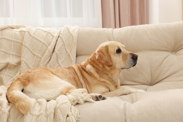 Cute Golden Labrador Retriever on couch in living room