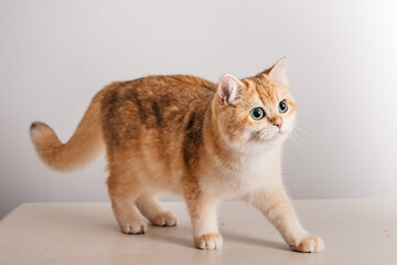 Beautiful cute orange cat