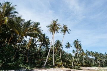 Landscape. Coconut palms plantation on the beach.