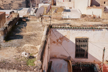 Moroccan old roof top terrace with cat on it.