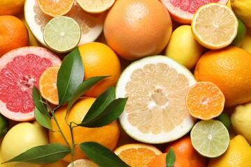Fototapeta na wymiar Different ripe citrus fruits with green leaves as background, top view