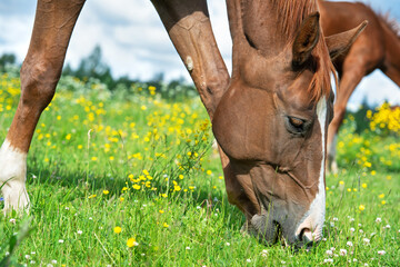  portrait of chestnut  brood mare grazing   at pasture around herd. cloudy sunny day. close up