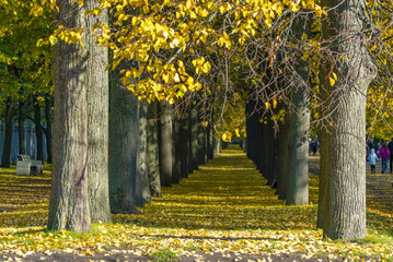 Lime grove in the autumn park on Krestovsky Island. Saint-Petersburg.