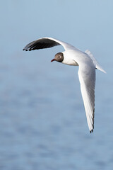 Black-headed gull