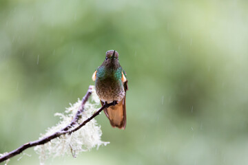 Hummingbird on a branch