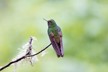 Fototapeta na wymiar Hummingbird on a branch