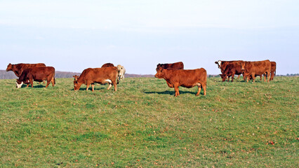Naklejka na ściany i meble Brown Cows grazing at pasture