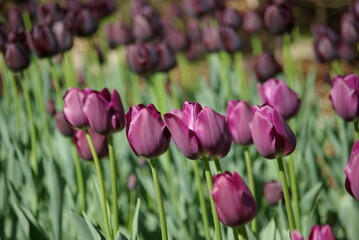 Fototapeta premium Tulipes violettes au printemps au jardin