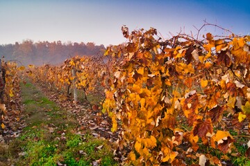 autumn landscape in the vineyard