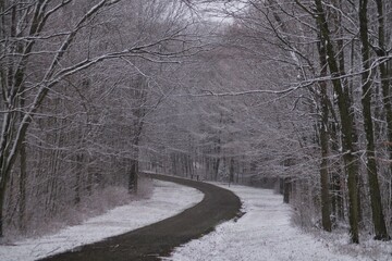 winter road in the forest