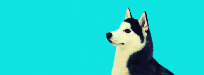 Husky dog looking on blue background, blank copy space for advertising text
