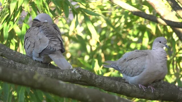 A turtle doves couple on a tree branch