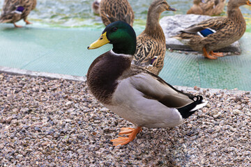 Fototapete bei efototapeten.de bestellen   