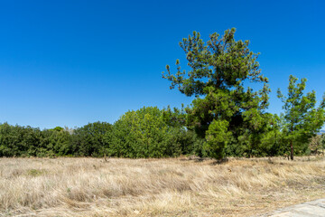 Obraz premium Maritime pine tree in yellow ripe wheat field under blue sky. Calabrian pine, Pinus brutia in Turkey. Rural landscape concept. Copy space for text.
