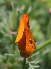 orange flower with water drops