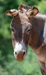 Naklejka na ściany i meble Donkey portrait. Photographed on a farm in the Free State, South Africa.