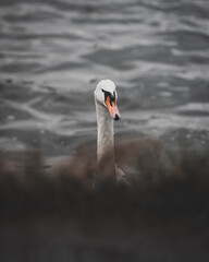 łabędź na wodzie © dawid
