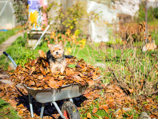 small dog posing on autumn leaves, york terrier on an autumn sunny day