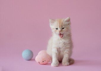 `easter concept. Kitten on a pink background with easter eggs
