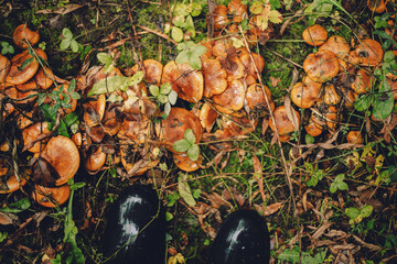 Autumn leaf on the cap of Clitocybe inversa mushroom growing in fallen leaves, top view
