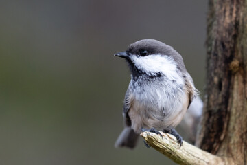 Siberian tit
