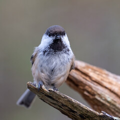 Siberian tit