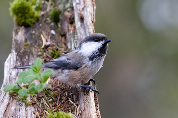 Siberian tit