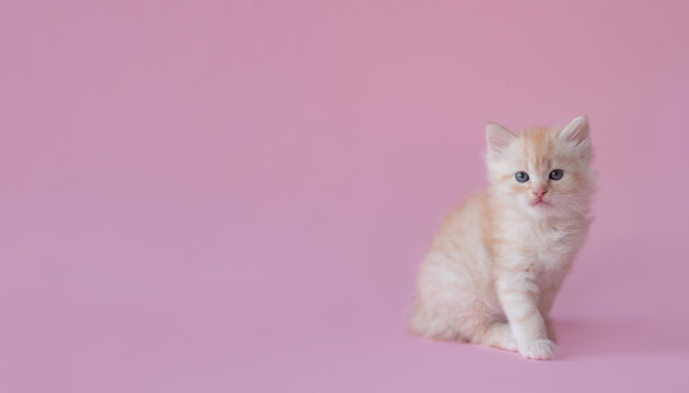 little ginger kitten a pink background. Photo with a cute pet for printing on a banner, poster, gift certificate