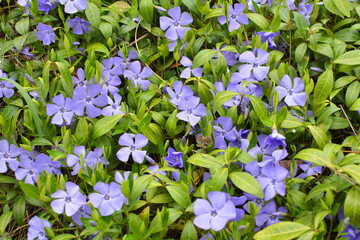 Spring blossom of periwinkle small (Vinca minor)