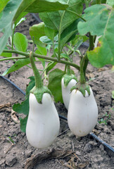 White eggplant grows in open ground