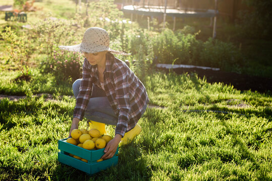 Pretty young woman gardener in hat picks lemons in a basket in her vegetable garden on a sunny summer day. Gardening and farming concept