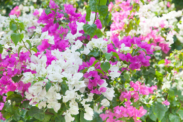 Bougainvillea flowers on branches with green leaves on a blurred background. A popular ornamental plant in coastal areas. Close up photo. Bright floral background.