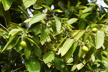 Poraqueiba sericea (common name: umari) is a species of tree in the family Metteniusaceae. It is...