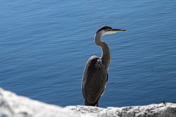 great blue heron