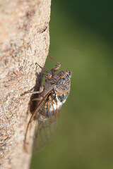 Cicadidae on the tree trunk. Flora of Turkey. Macro close up. Selecred focus. Wings of insects. Eyes of insect