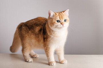 Closeup Golden British cat with green eyes on gray
