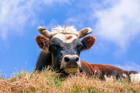 Cow in the green grass of the paramo in Merida, Venezuela