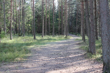 Path in the forest in a park in Norway.