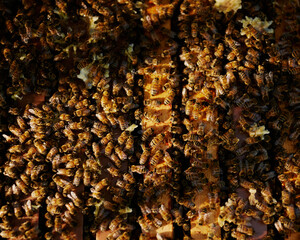 honey bee beekeeping beekeper checking on their beehive honeycomb wearing protective gear and a hat...