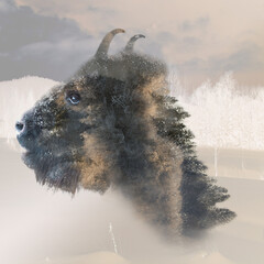 Great Bison. Lord of the forest.