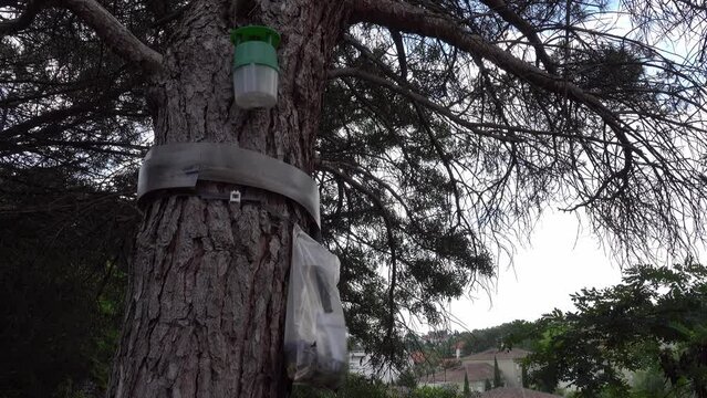 Trap for pine processionary caterpillar on the trunk of a coniferous tree.