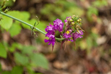 Linaria triornithophora. Wild purple flowers in the forest, Arouca, Portugal