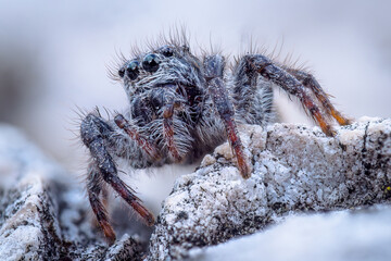 Jumping Spider (Evarcha arcuata)
