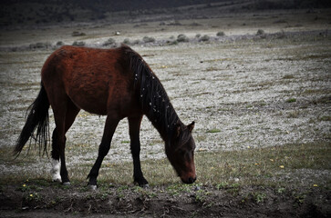 caballo