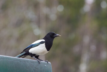 crow on a branch