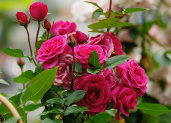 Scarlet roses in the summer garden