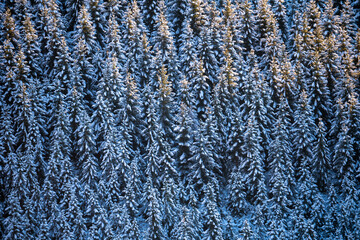 Winter forest in the morning