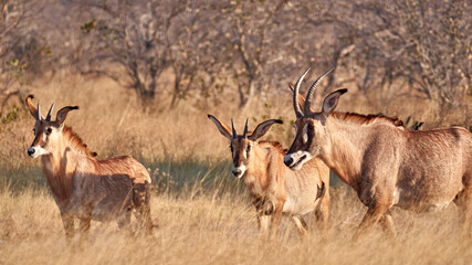 Pferdeantilope - Roan Antilope
