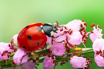 Macro shots, Beautiful nature scene.  Beautiful ladybug on leaf defocused background

